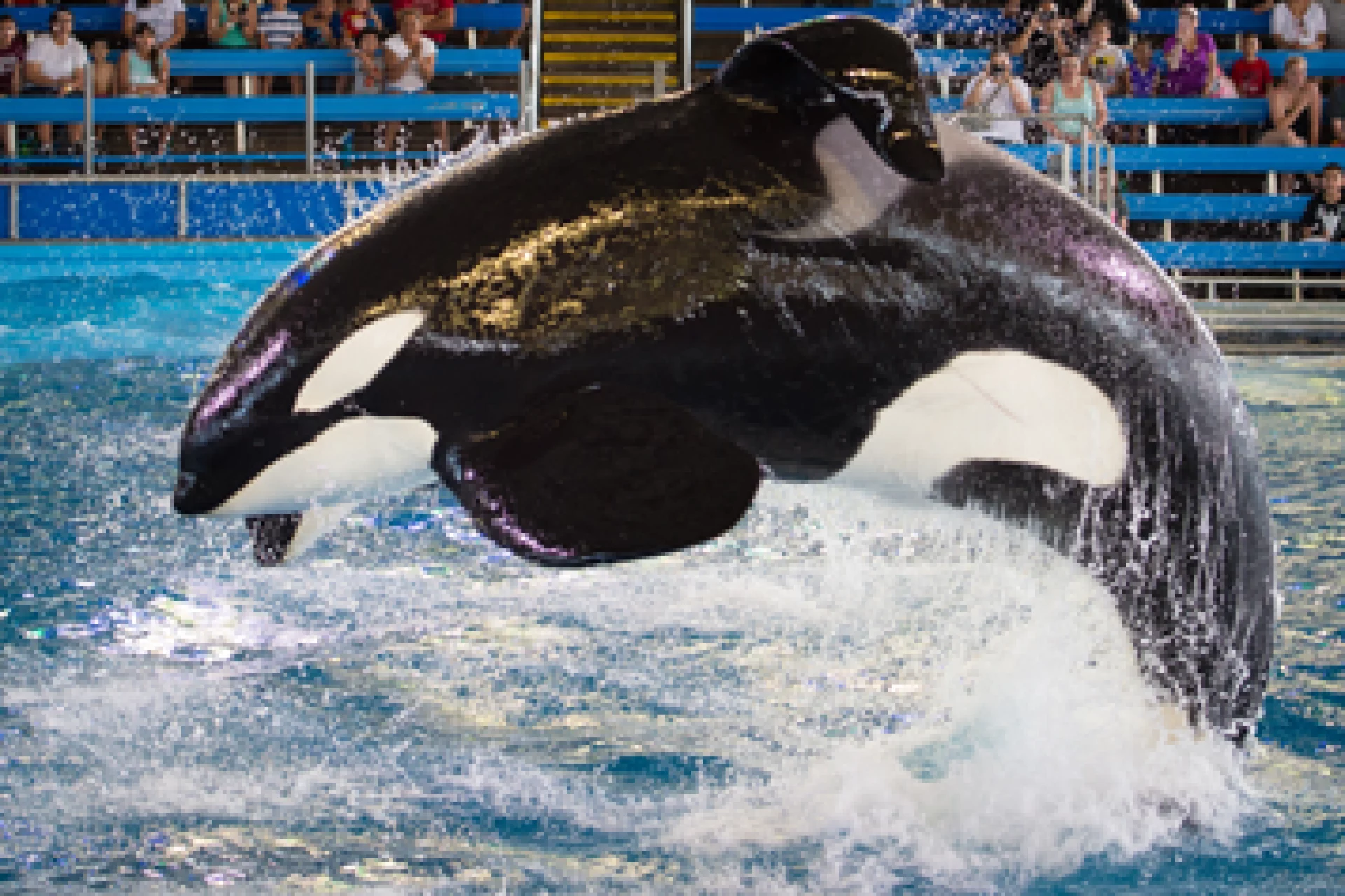 Sea World San Antonio - Click Here